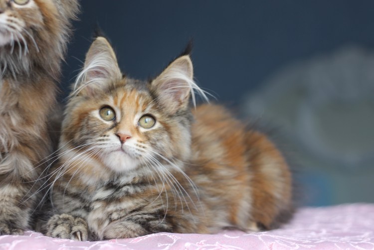 Метис Мейн куна и Британки