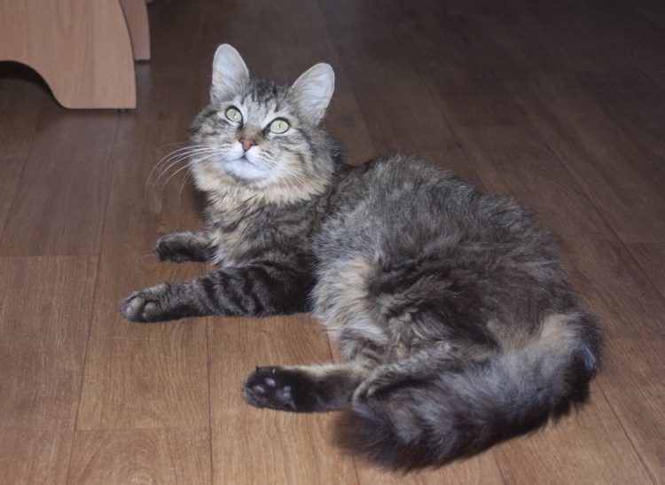 Котята метисы Мейн куна 500р