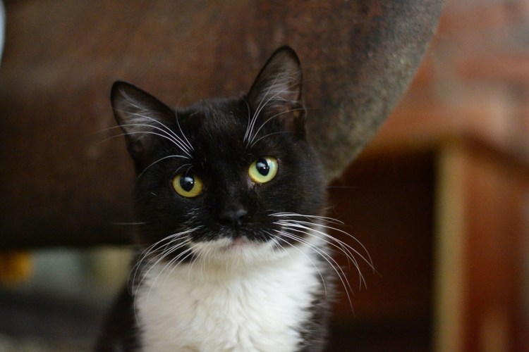 Маркизная порода кошек