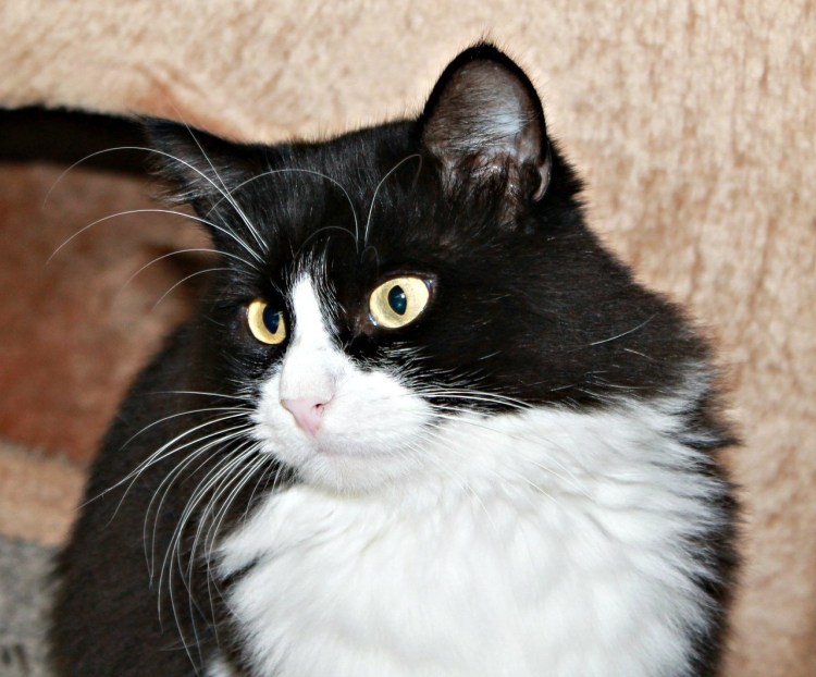 Кот расцветка Маркиз