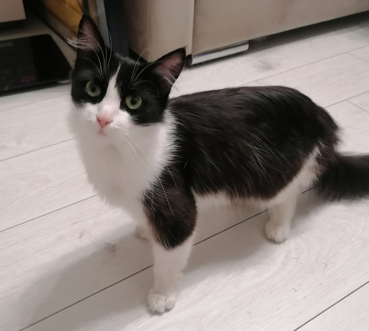 Кот окрас Маркиз