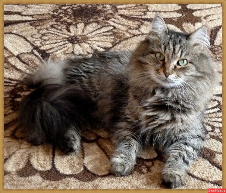 Кот Маркиз фото