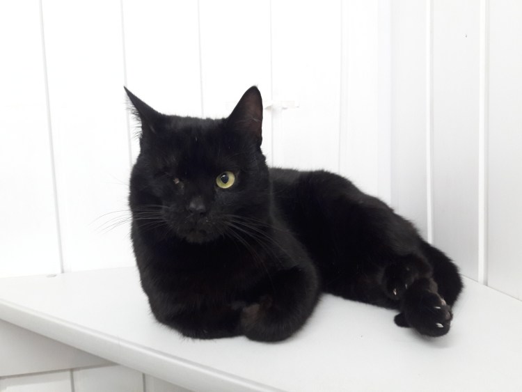 Кот породы Маркиз