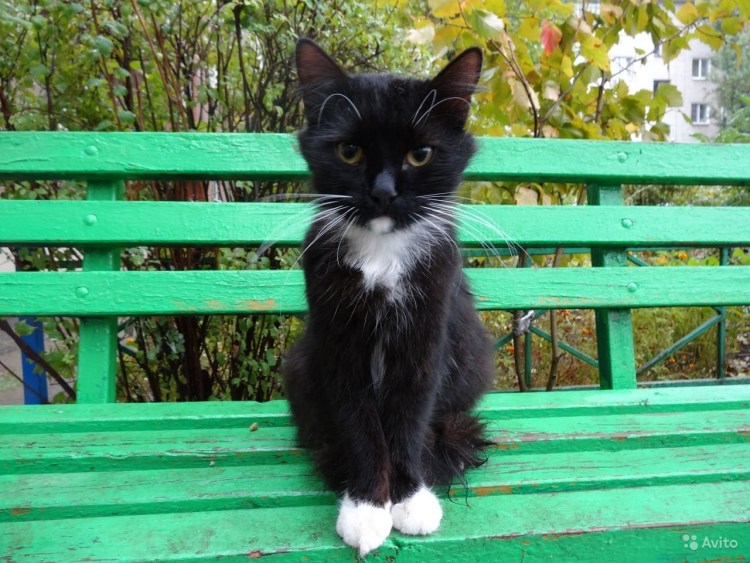 Котик Маркиз