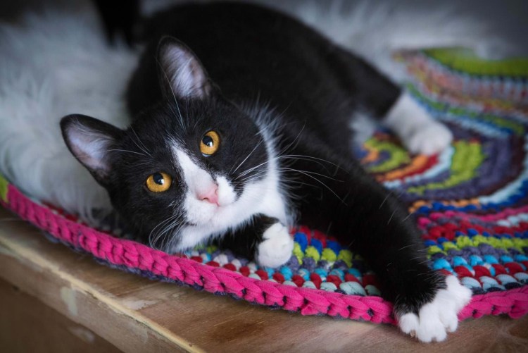 Котенок черно-белый