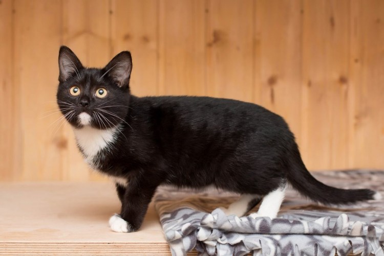 Окрас Маркиз у кошек