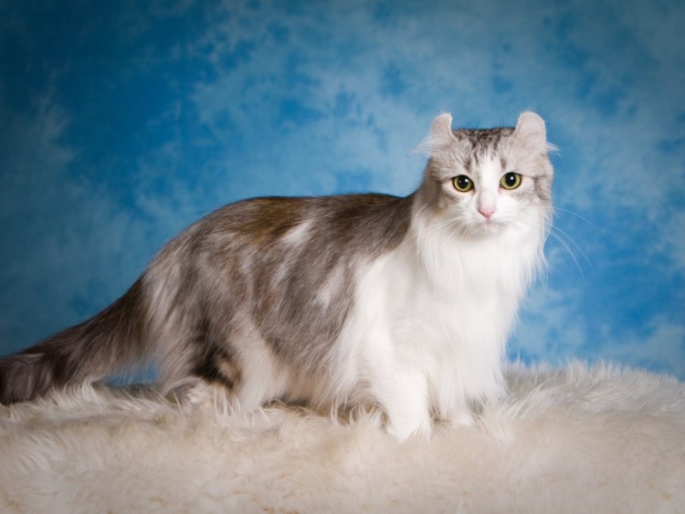 Маркиз кот мой бирманский негр