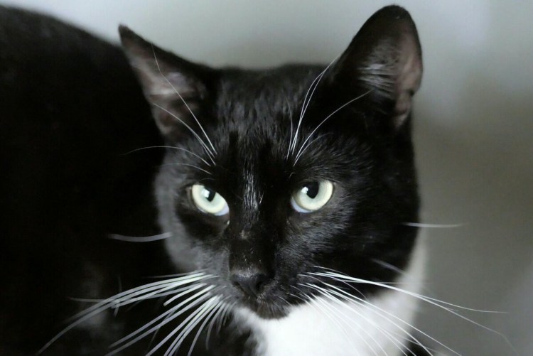 Маркизные коты