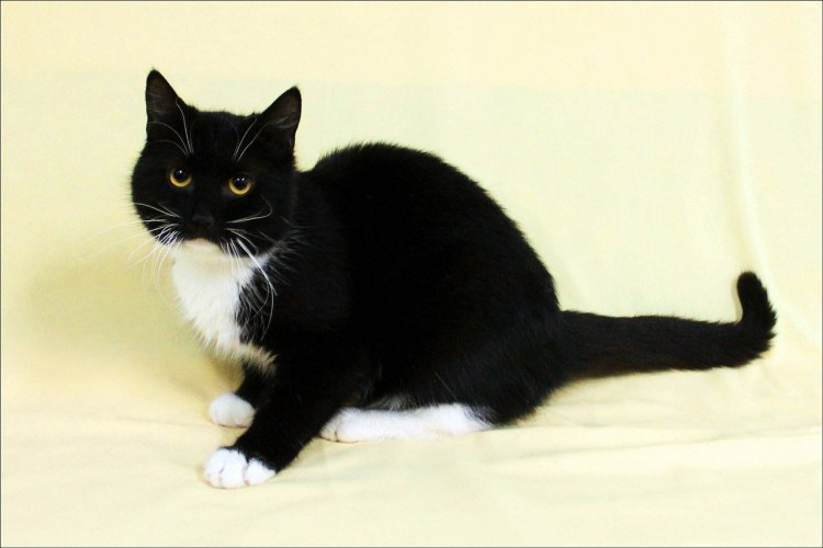 Котенок Маркиз