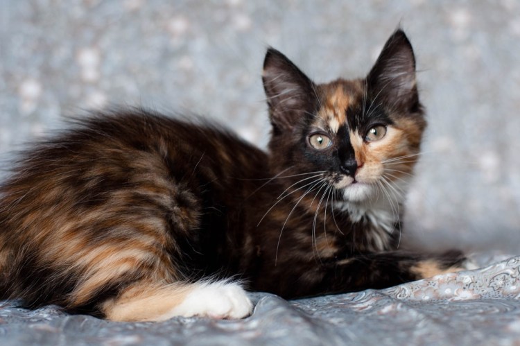 Черный кот Маркиз