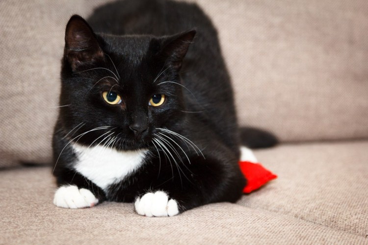 Кот окрас Маркиз