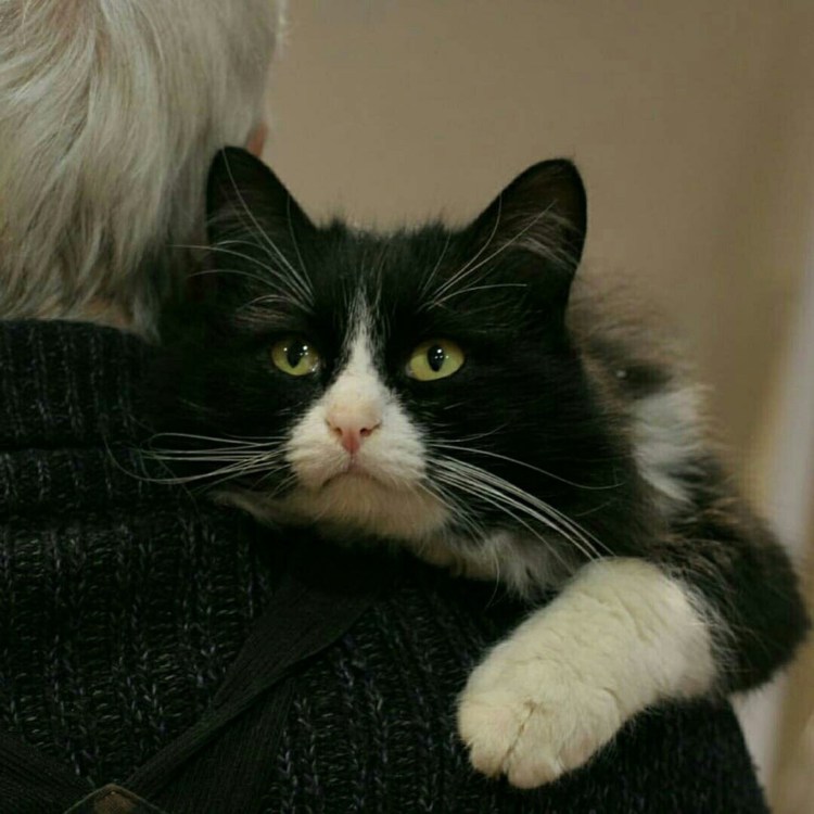 Черно белый кот порода гладкошерстный