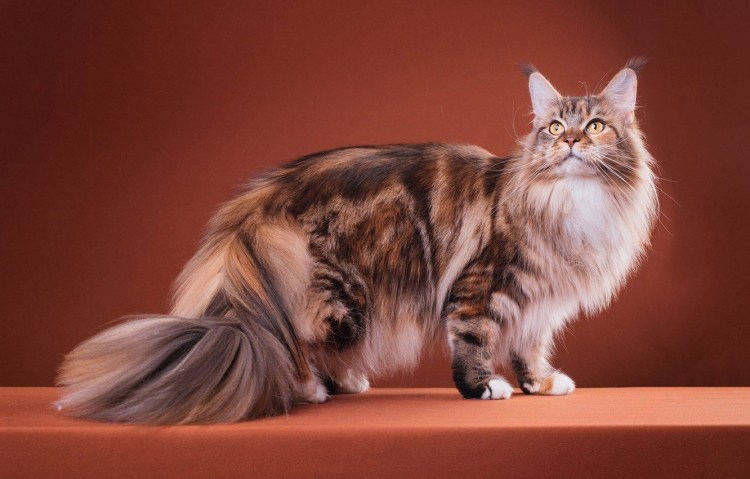 Котенок маркизного окраса