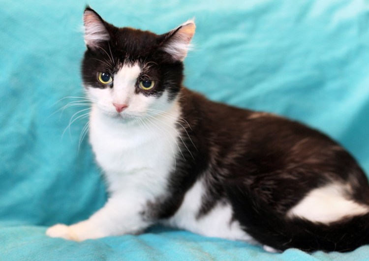Черно белый кот Маркиз
