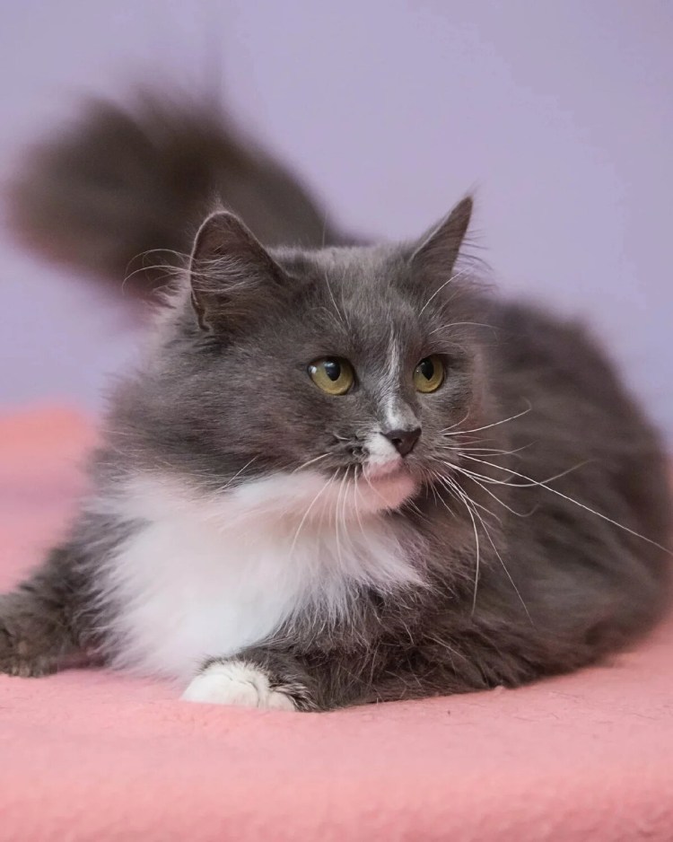 Кошка маркиза