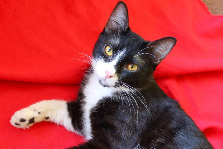 Черно белый кот Маркиз
