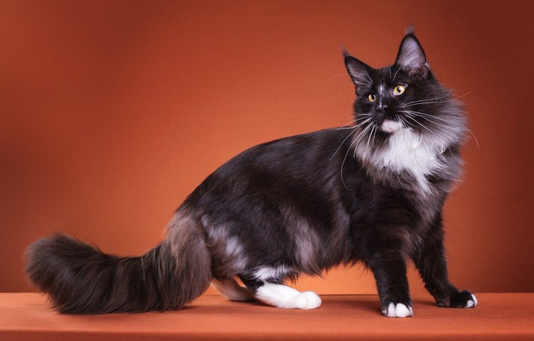 Сибирская мохнатый Тихон