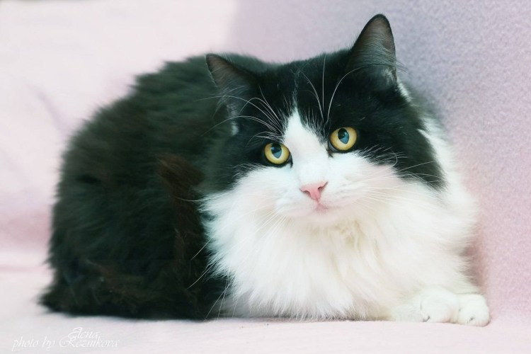 Маркизный кот