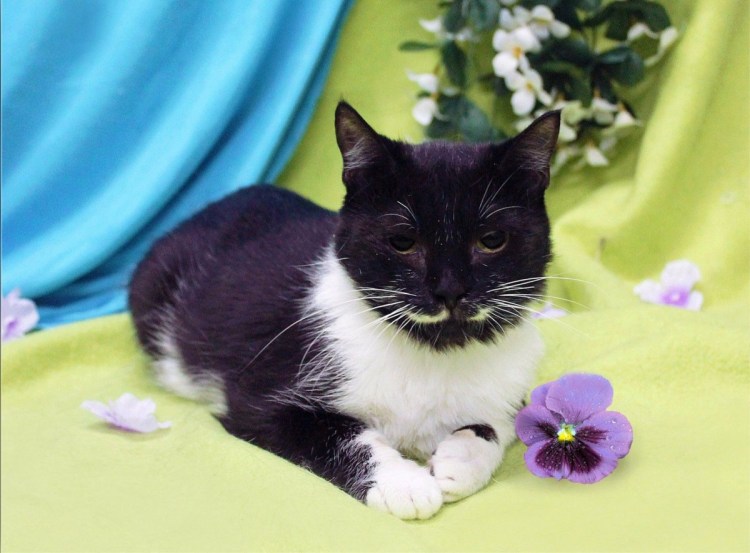 Черно белый кот Маркиз