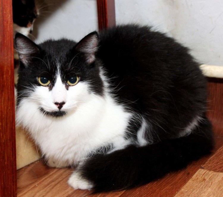 Котенок маркизного окраса