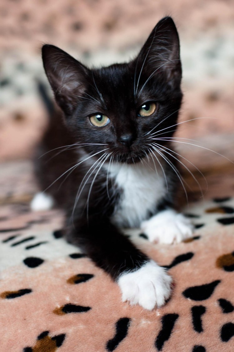 Норвежский Лесной кот биколор