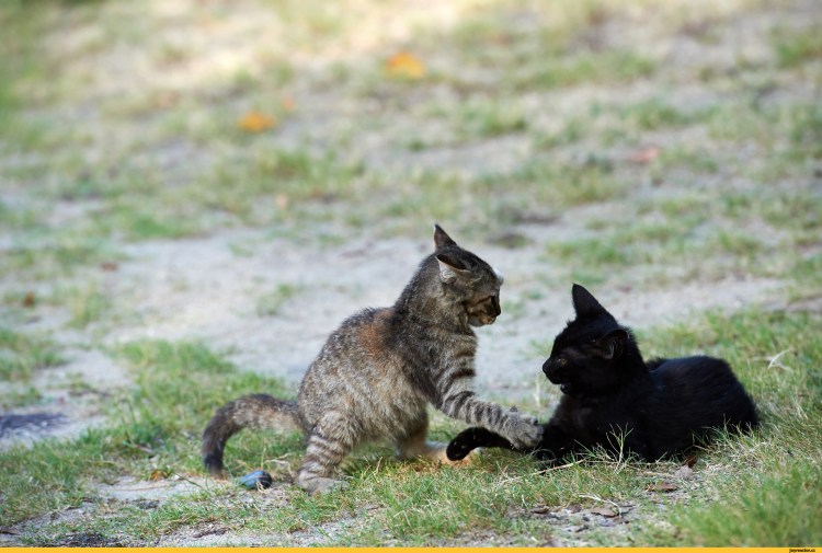 2 Кота битва