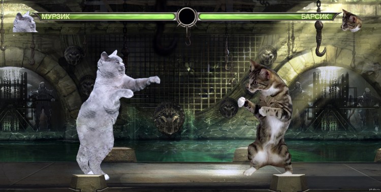 Кот мортал комбат