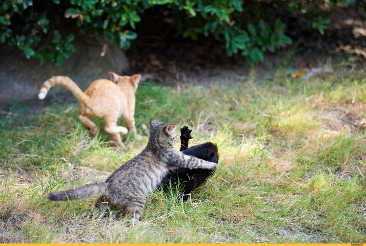 Кошачья драка