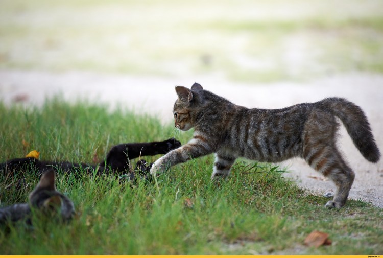 Котята дерутся