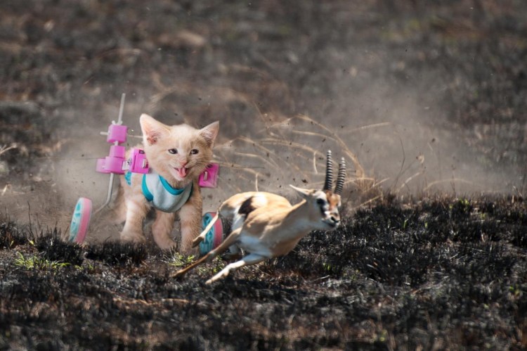 ЭПИЧНЫЕ коты