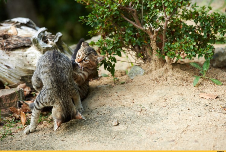 Коты Воители Бич и Огнезвезд