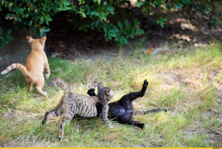 Коты дерутся