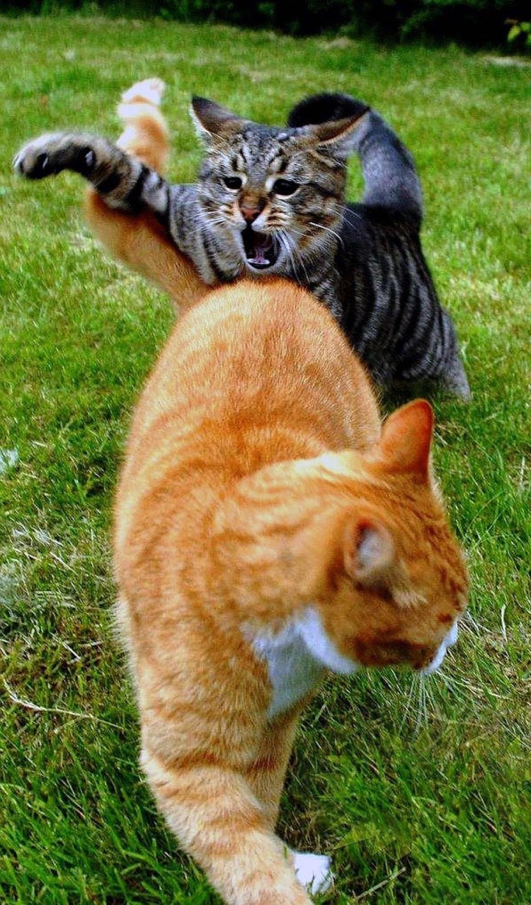 Котики смешно дерутся