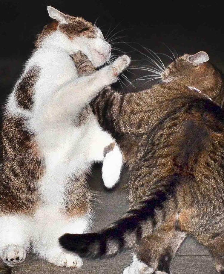 Коты Воители речное племя