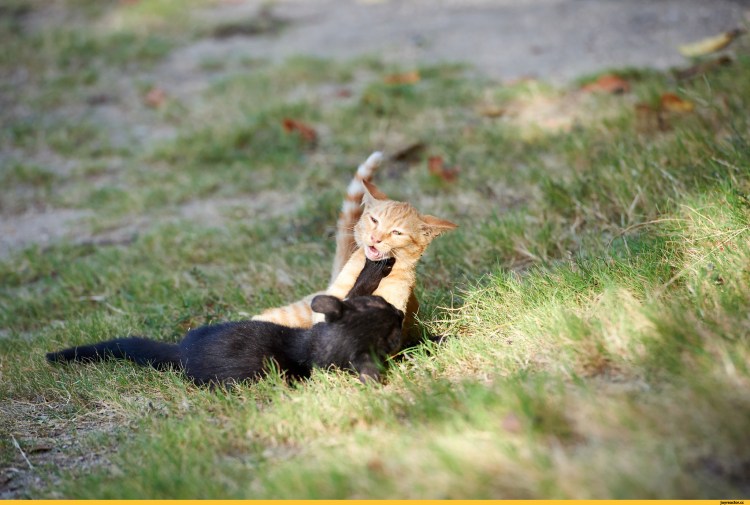 Кошачья битва игра