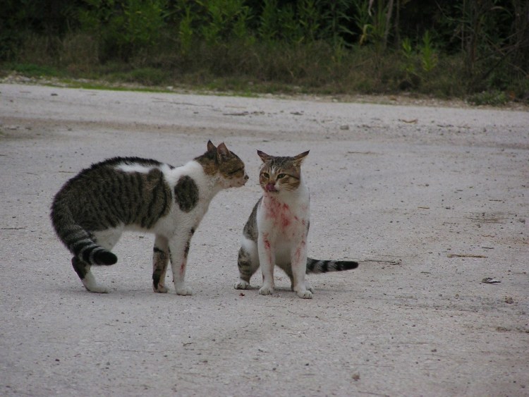 Коты из Battle Cats