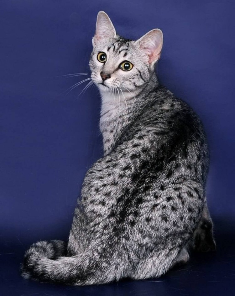 Фото кошек гладкошёрстных сбоку