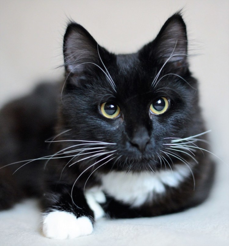 Русская голубая кошка