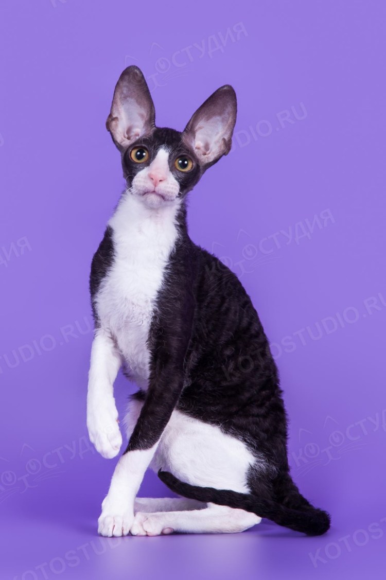 Норвежская ночная кошка
