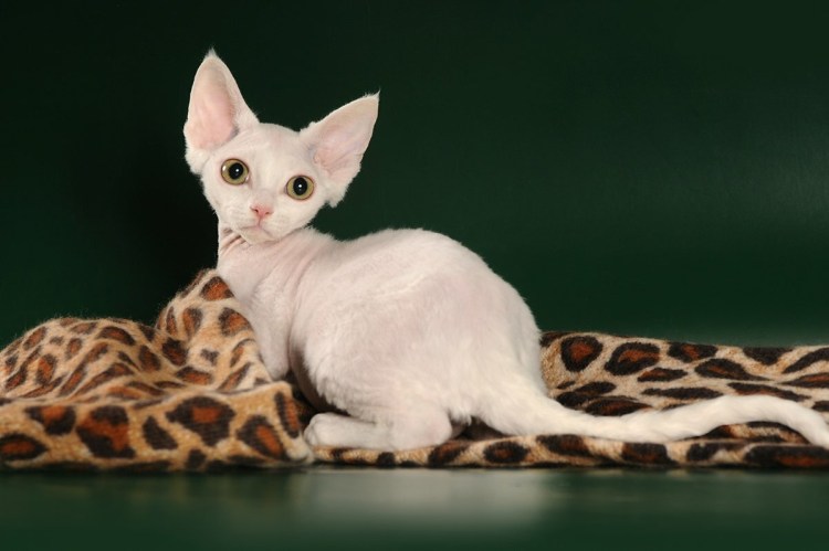 Орегон рекс