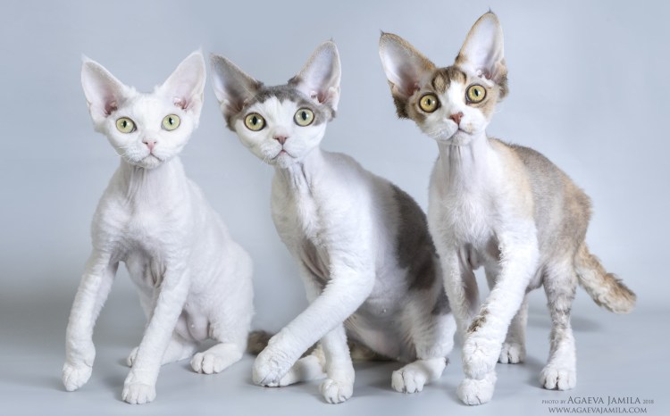 Сибирская кошка гипоаллергенная