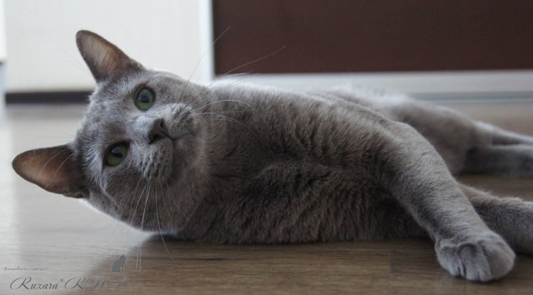 Кошки маленькие породы кинкалоу