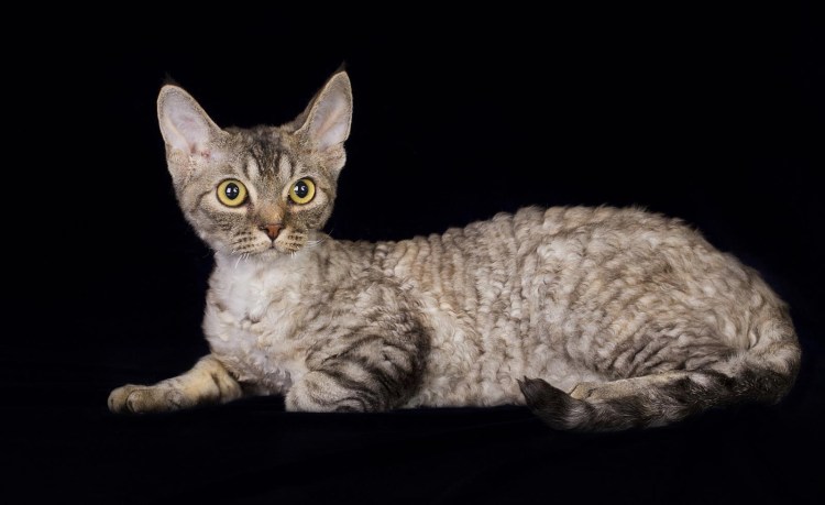 Голландская кошка