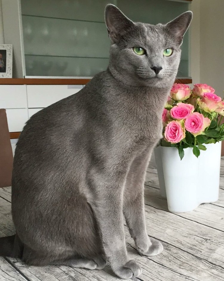 Девон рекс длинношерстный