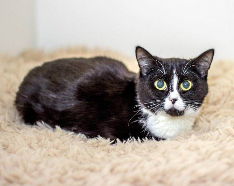 Кошки Девон рекс шапка сайта рисунок