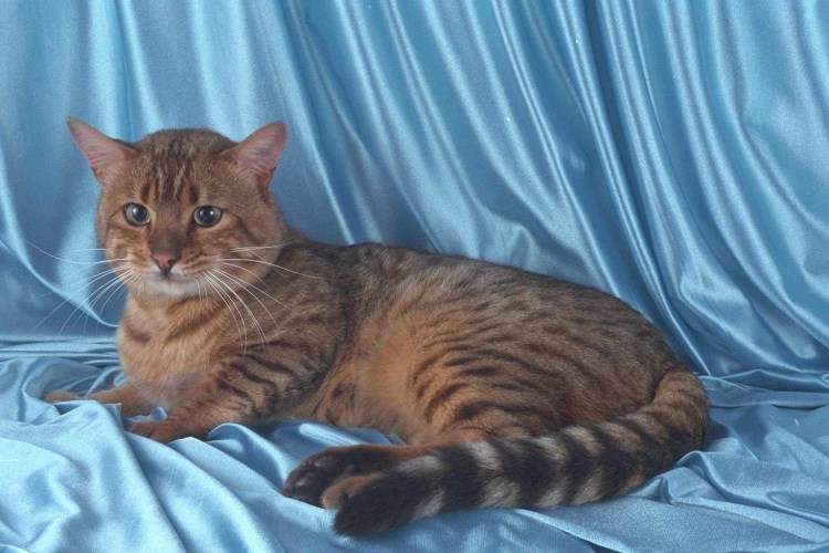 Корниш рекс кошка