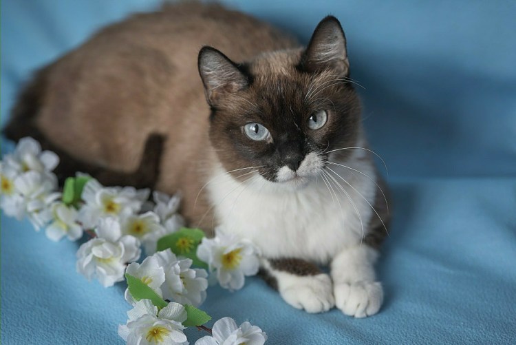 Порода Египетская МАУ