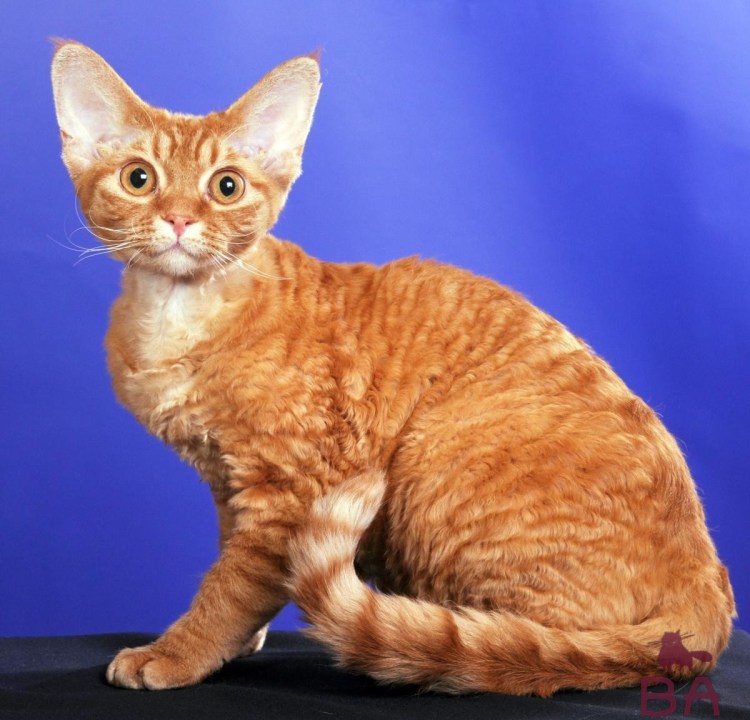 Американский Девон рекс