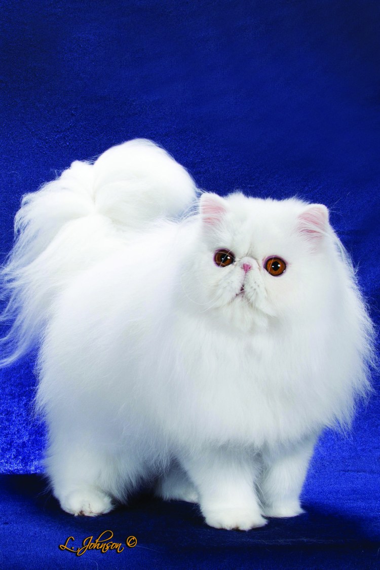 Кремовый перс экзот экстремал