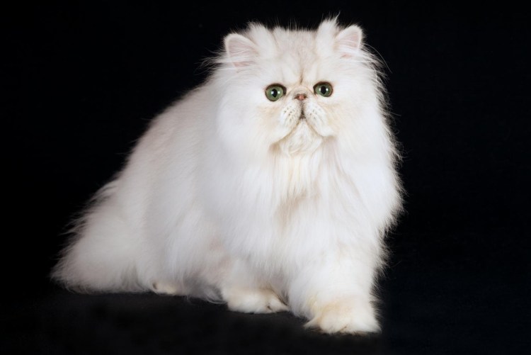 Персидская шиншилла экзот